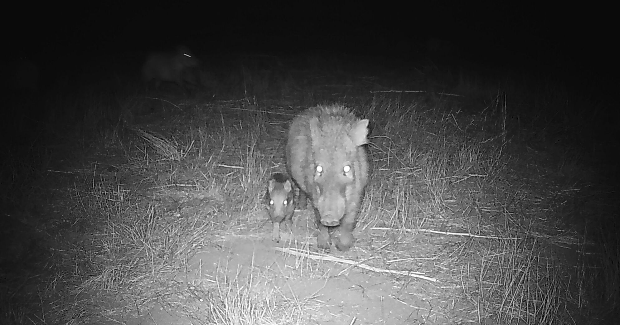 Wildlife Cameras, Frontier, 2022